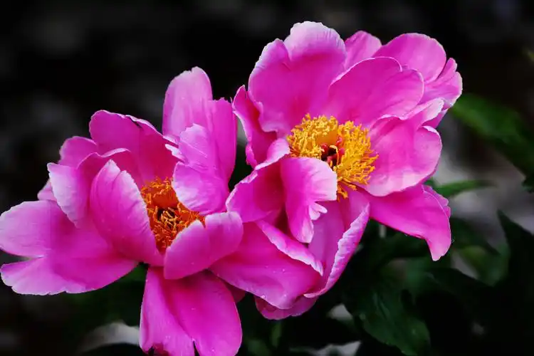 粉色的芍药花图片第20张