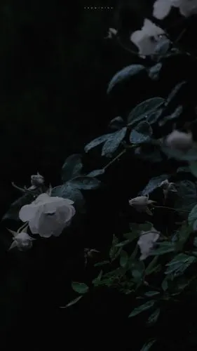 黑色系唯美手机壁纸