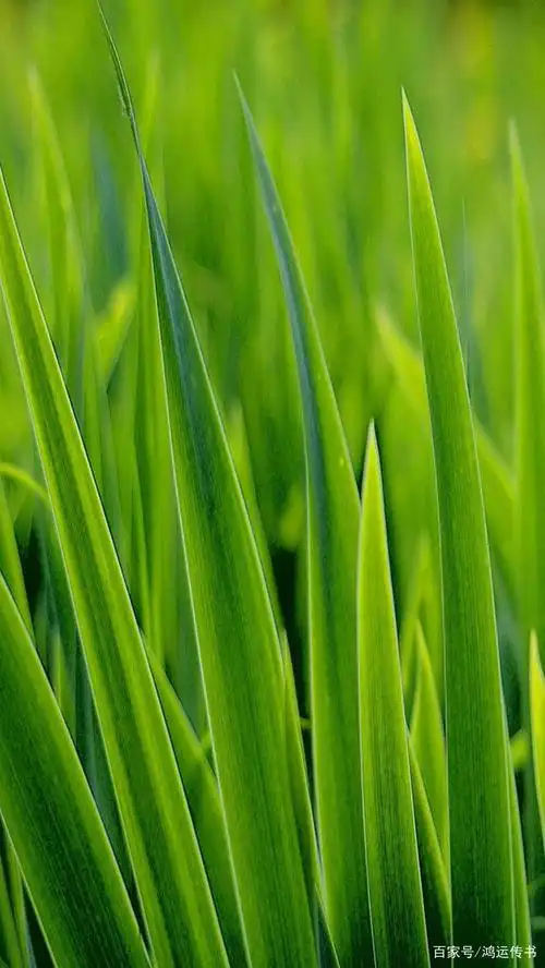 高清绿色唯美图片