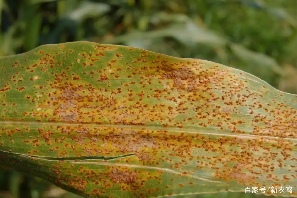 玉米黄锈病是怎么回事,为啥这两年大面积发生,如何才能避免?
