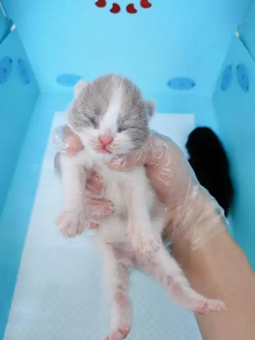 自家刚出生的英短小猫乳白三花纯黑接受预定啦想要养猫的朋友快来蹲呀