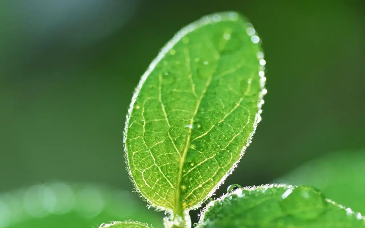 绿色树叶高清护眼植物桌面壁纸高清大图预览1920x1080_植物壁纸下载_
