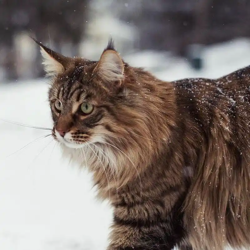 吸猫大会缅因猫willow