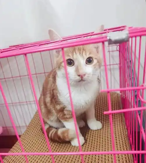 上海崇明3月龄美短串橘猫弟弟找家
