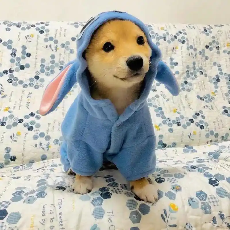 可爱到犯规的小动物头像很浪漫的神仙句子