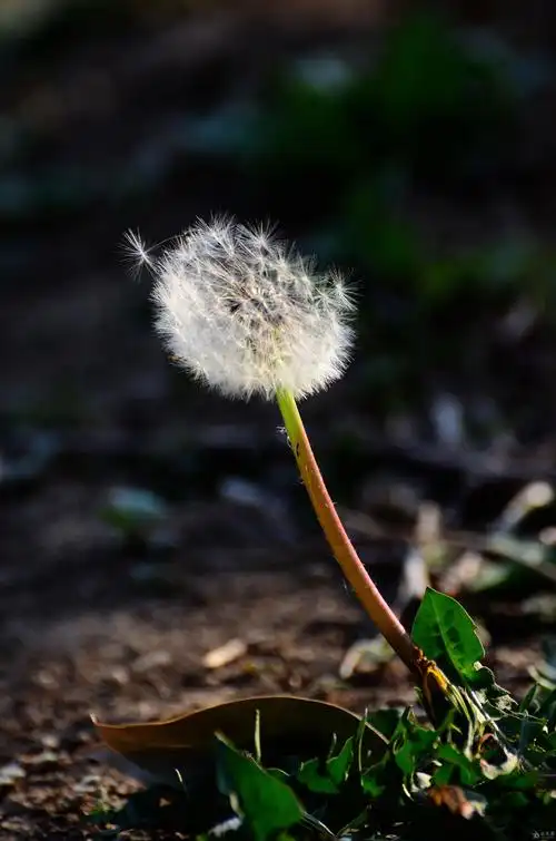 蒲公英 - 【我爱摄影】 - 爱爱医医学论坛