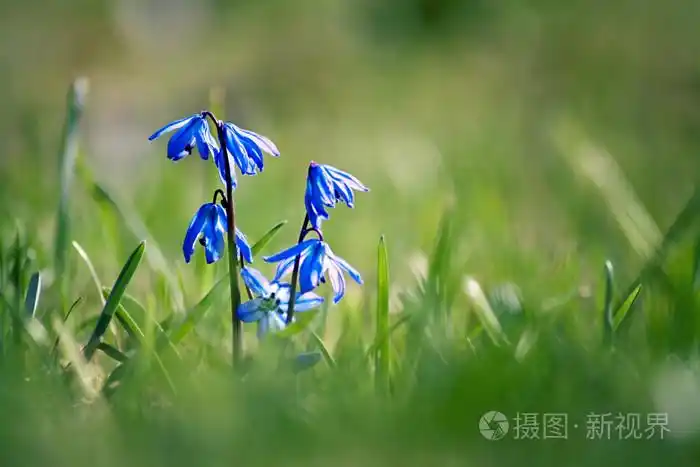在绿色背景上的蓝色春天的花朵