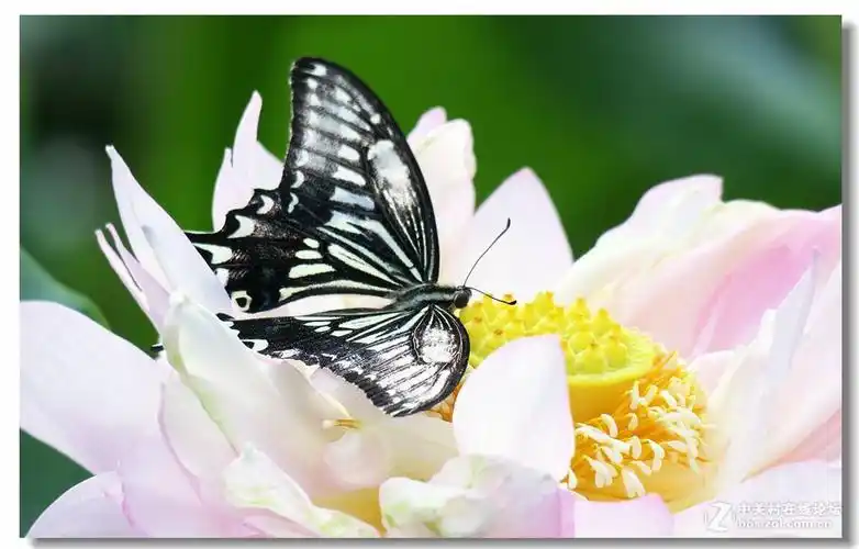 "蝴蝶赏荷花 "