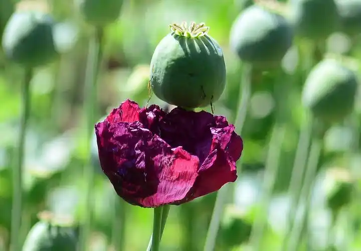 南植记录"禁毒展"【[罂粟花3】-蜂鸟网