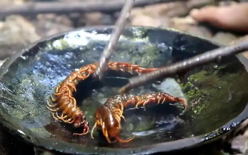 活动作品越南重口味美食嘎嘎脆的油炸大蜈蚣