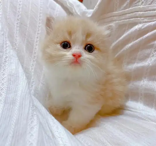 小奶猫怎么那么可爱