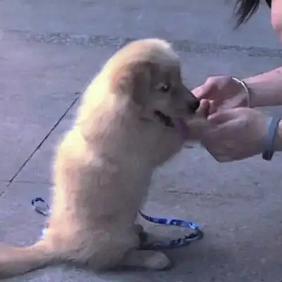 沈星晚对象不是人系列情头