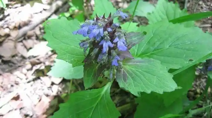 筋骨草.功效在评论区!#科普中药材养生知识 #让老祖宗留下的 - 抖音