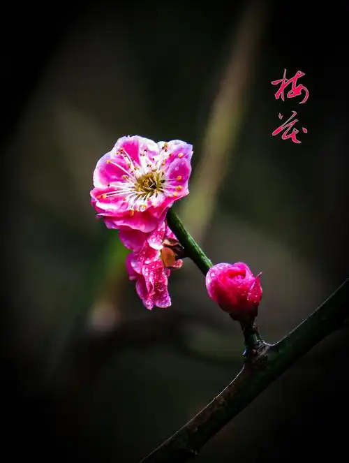 2021年3月1日明城墙遗址公园梅花桃花《第一拍》