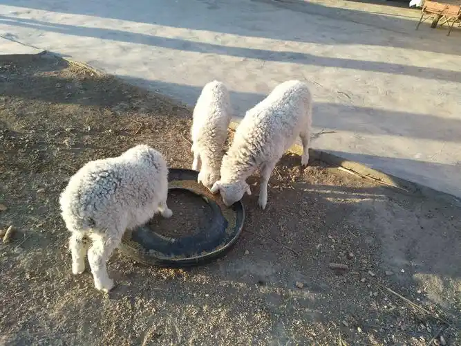 还有几只大绵羊和它们生得几只可爱的羊宝宝,他们经过大爹的经心喂养