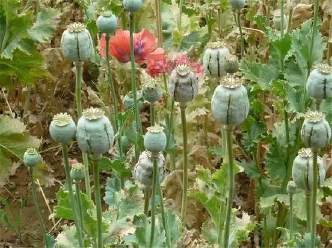 "这些大烟都是我母亲种植的,我们不知道违法.