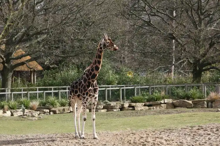 长颈鹿(动物类)
