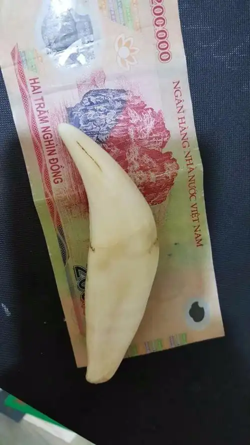 这样的虎牙能卖多少?