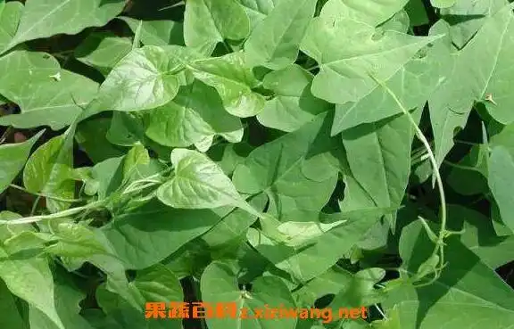 排风藤的功效与作用 排风藤的副作用