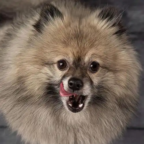 汪星人的歪头杀卖萌吐舌的狗狗