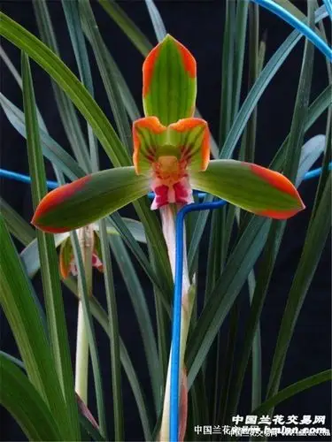 豆瓣兰品种资料【滇中旭光】-豆瓣篇-兰花交易网论坛