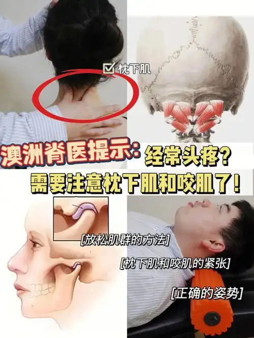 颈项后部的脊柱区肌肉群,更通俗的解释就是枕枕头上,脖