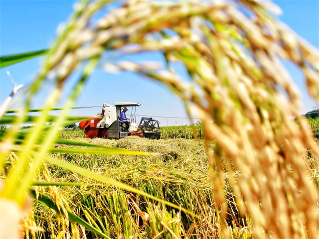 钟祥今秋水稻丰收 摄影 钟国庆稻谷黄,秋收忙 摄影 钟国庆