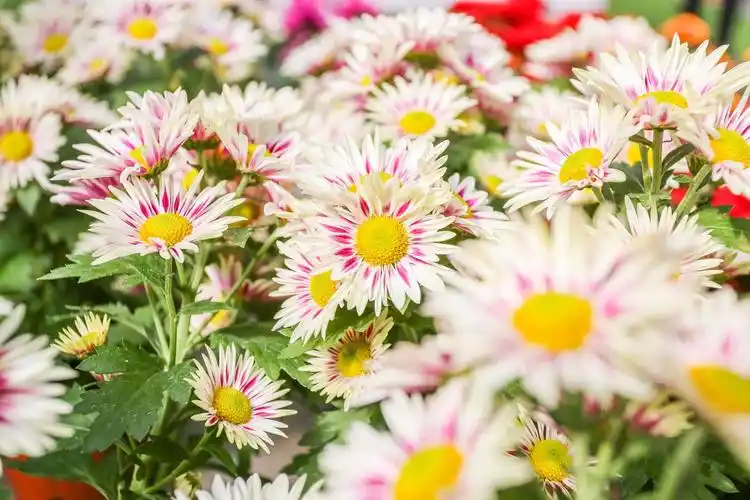 花香四溢的蝴蝶兰,超级萌萌哒的小皱菊,惹人怜爱的栀子花等等,让你