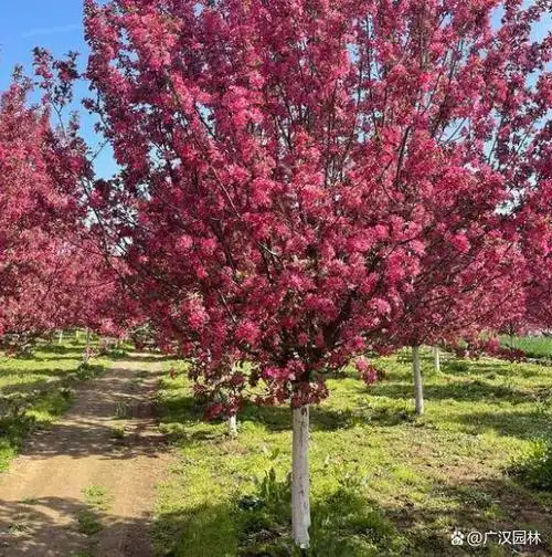红宝石海棠是北美海棠众多品种之一,因其颜色鲜美,品种珍贵而得名