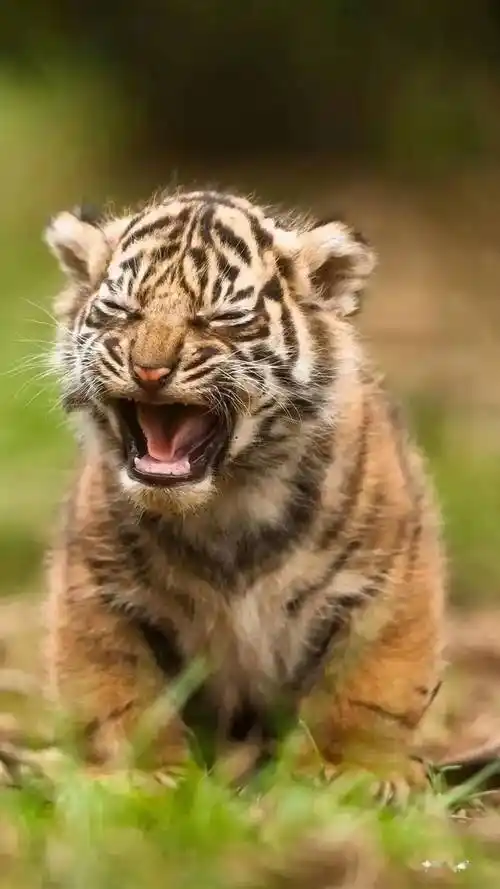 送你一组可爱的小老虎!