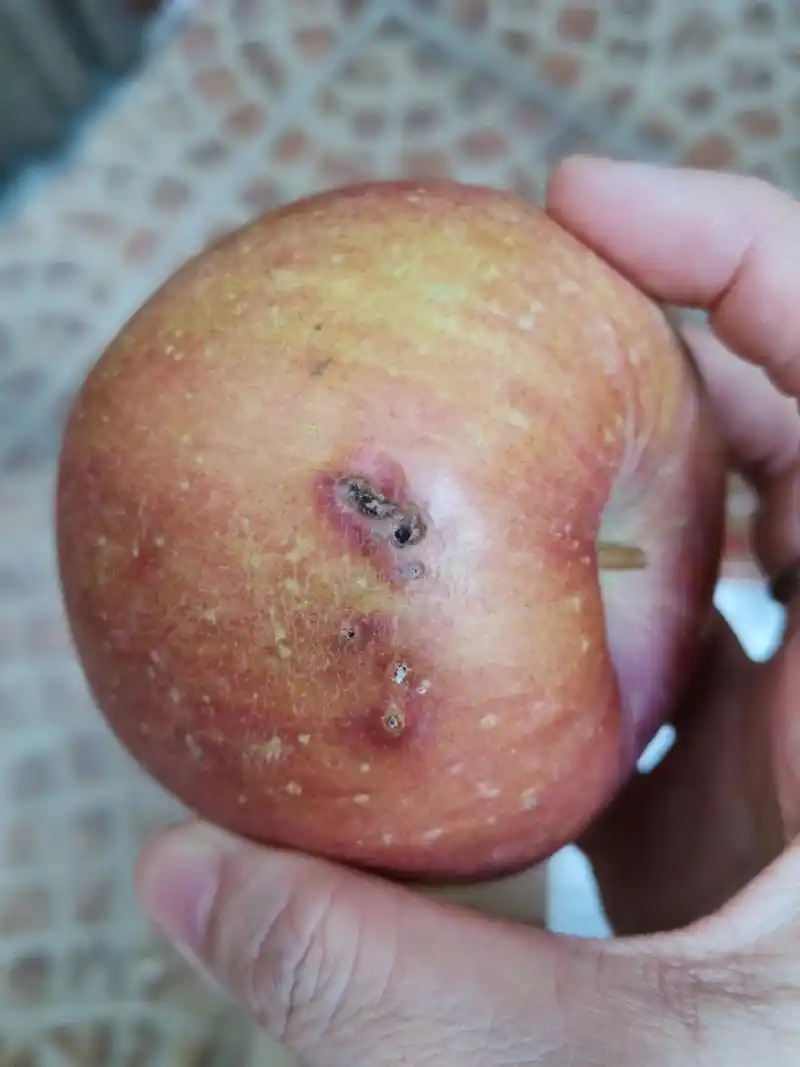 网购的糖心丑苹果,实在是.无语,有没有亲能解答下这是丑?还是烂?