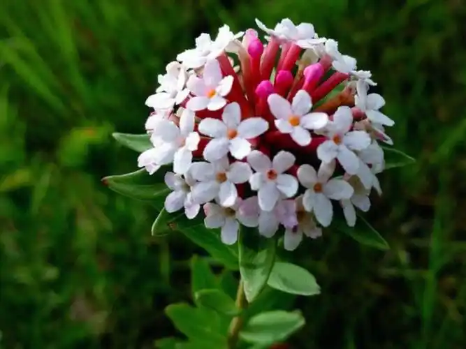 每日一花|狼毒花