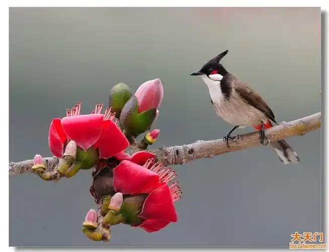 木棉花开迎鸟来