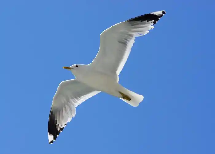 海边的海鸥在蓝天上自由飞翔