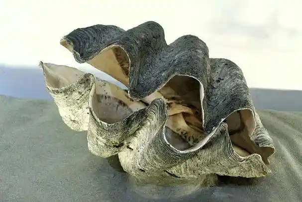 砗磲海底的宝藏美丽而珍贵的贝壳