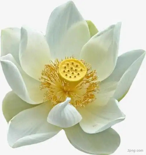 一朵白色莲花png素材透明免抠图片-动植人物