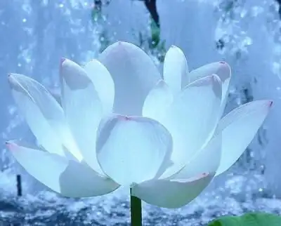 生是佛前一朵莲