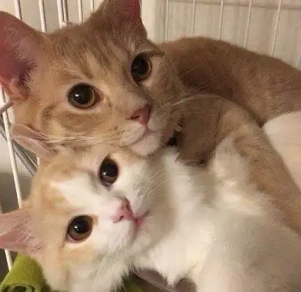 求一些两只猫贴贴的头像