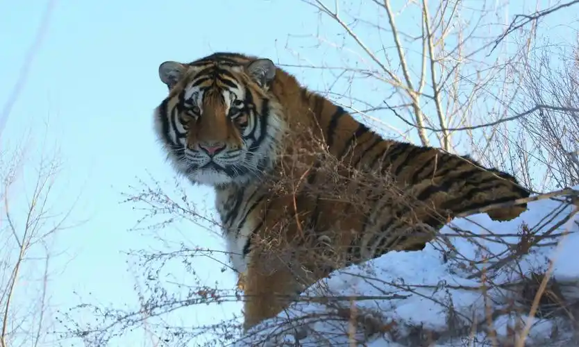 你们可能看到了假老虎,其实正真的哈尔滨东北虎林园的老虎是这样的