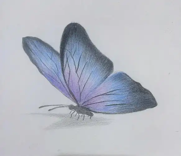 画渣日常彩铅蝴蝶