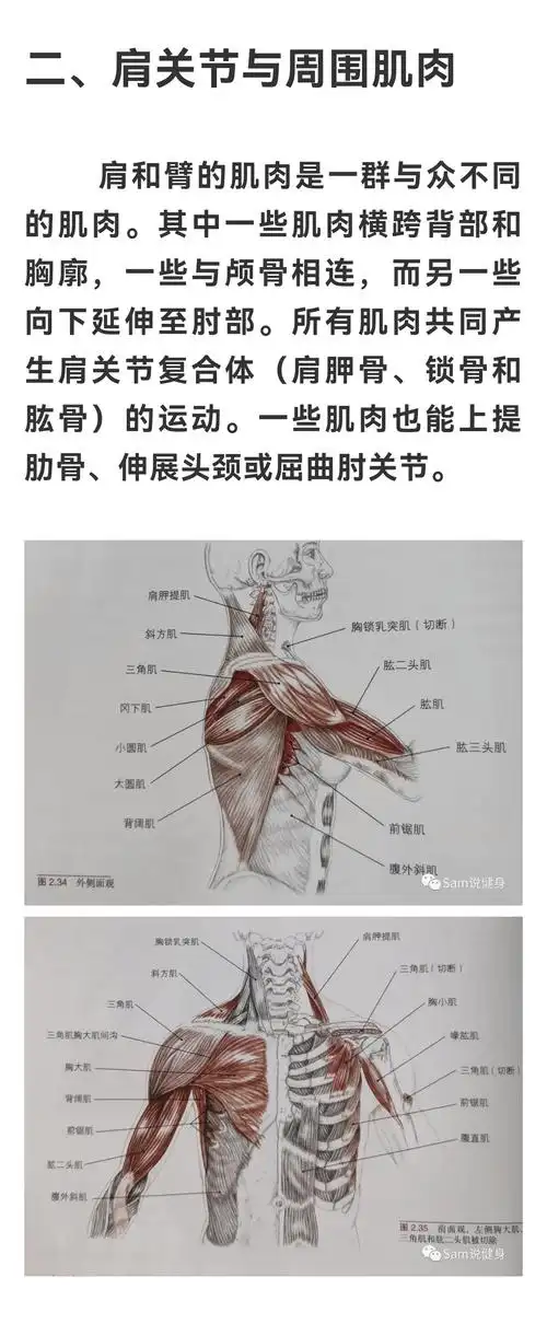 肩关节周围骨骼与肌肉