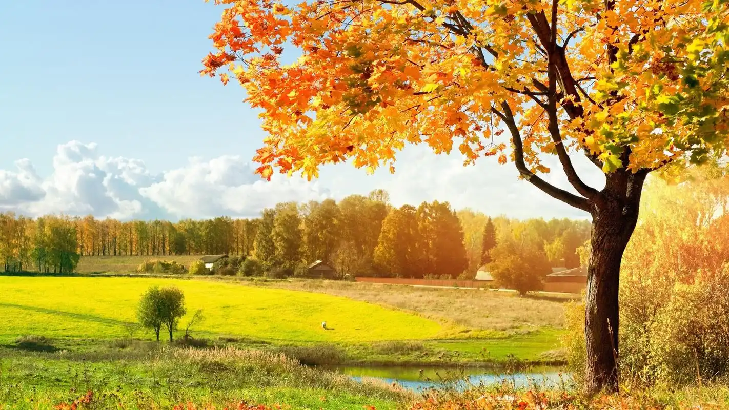 秋天赏红枫高清风景电脑桌面壁纸(一)