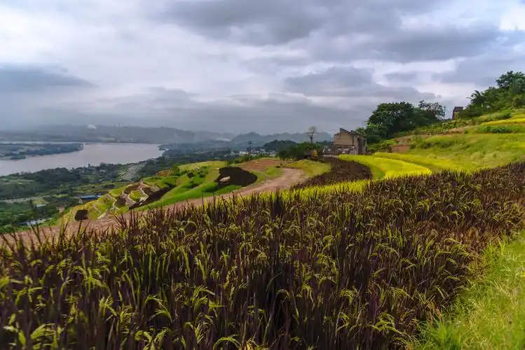 重庆大渡口这里有一片彩色稻田