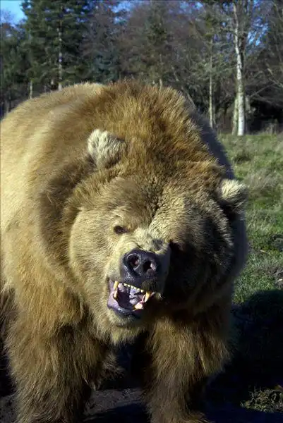 特写,棕熊,咆哮