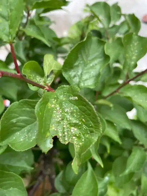红梅树的叶子上这种被虫咬的小点是什么虫啊?