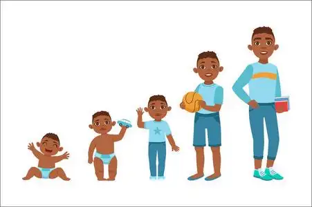 恒牙生长年龄图片