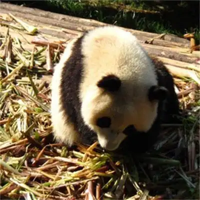大熊猫的图片可爱图片真实 超呆萌的大熊猫高清头像大全_动物头像_美