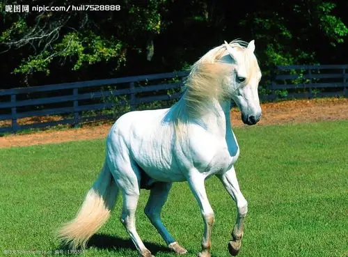 关键词:小白马 骏马 马 草地 植物 生物世界 野生动物 摄影图库 300