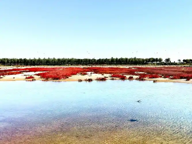 大港也有"红海滩"