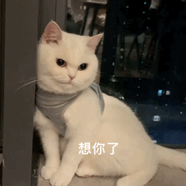 想你了(猫咪表情包)_猫咪表情
